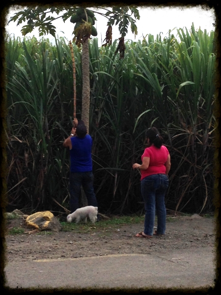 Getting papayas