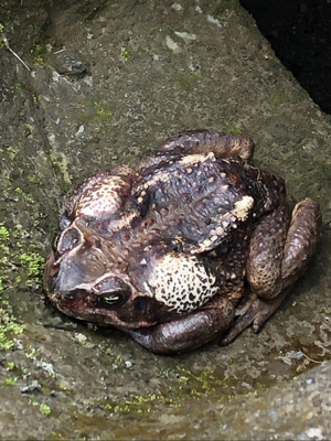 Big toad