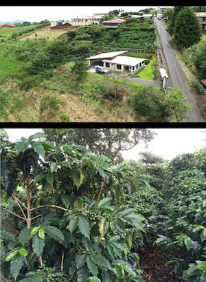 Our house and coffe plant
