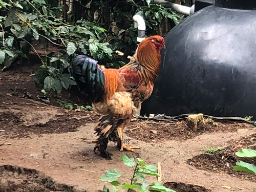 This rooster belongs to the family that we are doing Bible study with. 
